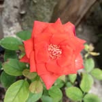 Aish Aishath - @aisha_david_23 - Instagram