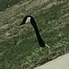 aisha_dewall - @aisha.dewall - TikTok