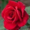 Aisha & Emily  - @chickens.and.rory - TikTok