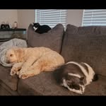 Adventures of Frank, Aisha & Penny - @frank_aisha_penny - Instagram