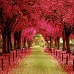 aisha hameed - @ayeshahameed145 - Instagram
