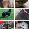 dog group❤🐾🐾 - @aisha._.holly - TikTok