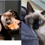 Aisha • Shiva • Hope 🐾 - @ash.bertolde - Instagram