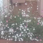 Aisha Ismail - @aishaismail50 - Instagram