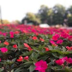 aisha - @aisha_saeed__ - Instagram