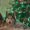 aisling_fitzpatrick_1980 - @aisling.fitzpatrick80 - TikTok