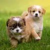 aislingfitz4 - @aisling424fitzpatrick - TikTok