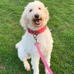 Aisling - @aisling_silva - Instagram