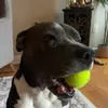 ajbergbauer - @ajbergbauer - TikTok