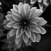 AJ Butler Photography - Facebook