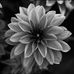 AJ Butler Photography - Facebook