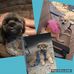 Apollo, Gemini &amp; AJ Butler - Facebook