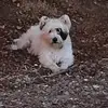 AJ Dwyer939 - @ajdwyer939 - TikTok