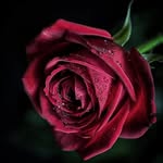 Ajgreat - @rose_collectionbyaj - Instagram