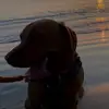 aj_gregg - @aj_gregg - TikTok
