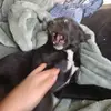 Roxy! - @ajhaley7 - TikTok