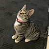 AJ Motors Bella - @aj.motors.hamilton - TikTok