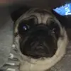AJ Hanson - @user3478141683880 - TikTok