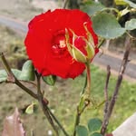 Ajharool Islam Ajharool Islam - @ajharoolislam - Instagram
