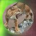 AJ Harrington Taxidermy - Facebook