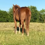 Aj Hartman - @aj_animal_photos - Instagram