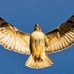 AJ Hawk - Facebook