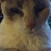 AJ Henderson - Facebook