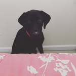 Aj Hendricks - @amyjunior7 - Instagram