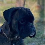 Angeline-July Hoffmann - @aj_hoffmann.boxer_mit_herz - Instagram
