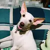 Aj Ibañez - @rochelle_besana12 - TikTok