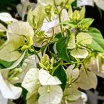 Junaid Ahmed - @aj.jamali.5688 - Instagram