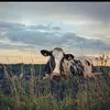 AJ_Jarman🤠 - @countrygirl_forlife1 - TikTok
