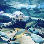 Aj Jasso - @ajjasso203 - Instagram