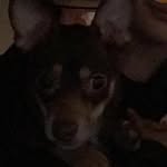 aj kelley - @aj_the_doggo - Instagram
