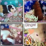 Aj kline - @love_animals53 - Instagram