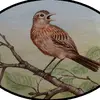 ajlark - @ajlark.com - TikTok