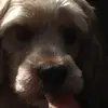 Daxton the floof bal - @ajclayton24 - TikTok