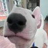 ajledesma575 - @ajledesma575 - TikTok