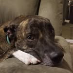 Aj Lindner - @campinginalabama - Instagram