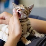 猶大的小獅子 - @aj.littlelion - Instagram