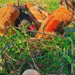 AJ Little Farm - @aj.littlefarm - Instagram