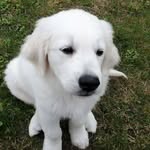 @ajax_vom_loewenhof - Instagram