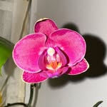 Aj Lomas - @green.thumb.prop - Instagram