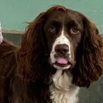 Stephanie Torres - @aj_luke_and_the_aussie_stella - Instagram