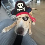AJ Mancuso 🏴‍☠️ - @ajmancuso_ - Instagram