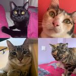 AJ/Marie/Cappuccino - @aj_marie_cappuccino_precious - Instagram