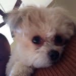 AJ Mathis - @king_puppy_ - Instagram