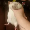 AJ McAfee - @a.yy.j - TikTok