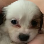 AJ🐶 - @aj_mccabe - Instagram