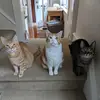 Amanda H - @a.j.metz - TikTok